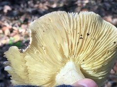 Tricholoma