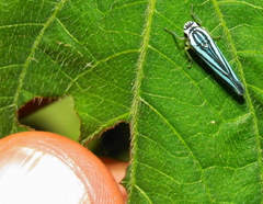 Poecilocarda cosmopolita