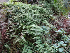 Dennstaedtia scandens