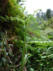 Dennstaedtia scandens