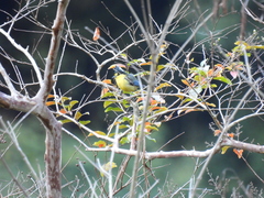 Machlolophus holsti