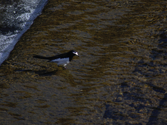 Motacilla grandis