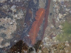 Phrikoceros baibaiye