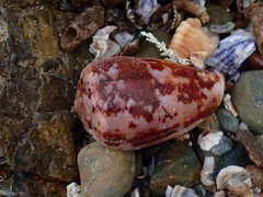 Conus anemone image