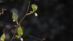 Rubus corchorifolius