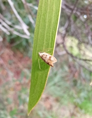 Scatochresis innumera