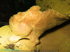 Antennarius commerson