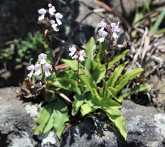 Stenoglottis longifolia