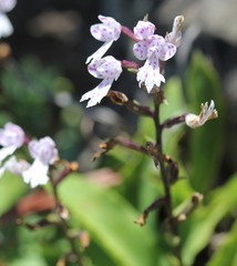 Stenoglottis longifolia
