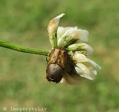 Euoniticellus fulvus