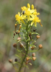 Bulbine asphodeloides