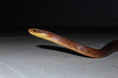 Himalayan Keelback photo 5