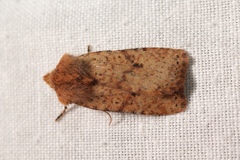 Conistra staudingeri