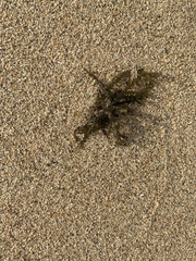Acanthophora spicifera