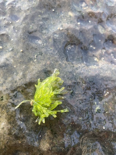 Enteromorpha observed 2021-02-18