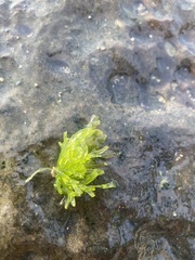 Ulva compressa