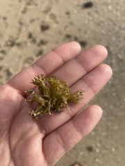 Ahnfeltiopsis flabelliformis