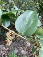 Smilax bracteata