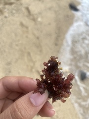 Melanamansia glomerata