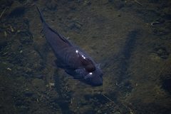 Cyprinus carpio