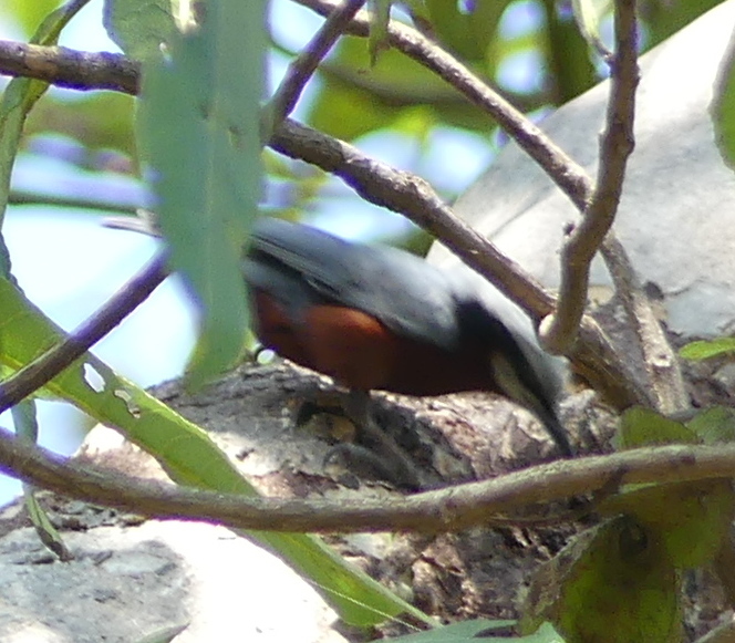 Chestnut-bellied Nuthatch