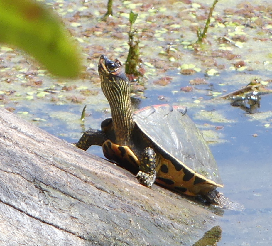 Indian Roofed Turtle from Ravanhar, Uttar Pradesh 209859, India on ...