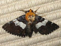 Buzara latizona