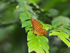 Zemeros emesoides