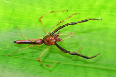 Viciria pavesii
