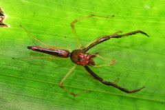 Viciria pavesii