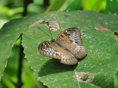Tanaecia munda