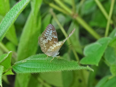 Tanaecia munda