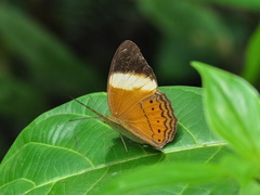 Cirrochroa orissa
