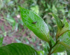 Bocydium globulare