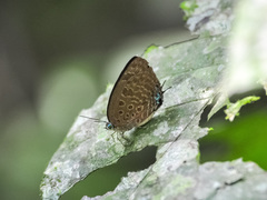 Arhopala barami