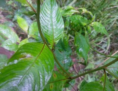 Bocydium globulare