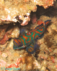 Synchiropus splendidus