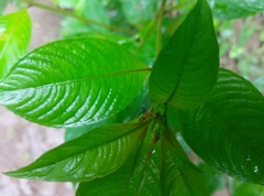 Bocydium globulare