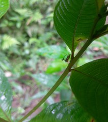 Bocydium globulare