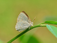 Deramas