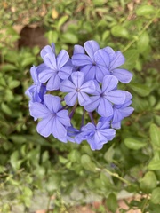 Plumbago auriculata