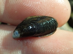 Mytilopsis leucophaeata