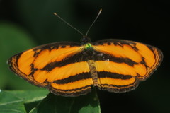Pantoporia paraka