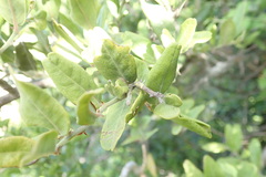 Capparis sepiaria