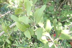 Capparis sepiaria