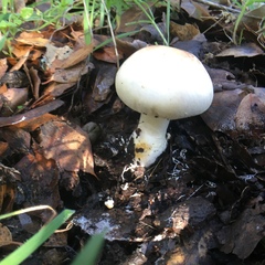 Agaricus albolutescens