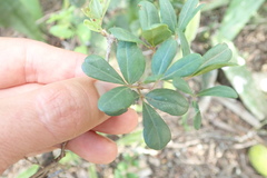 Rhoicissus tridentata