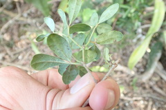 Rhoicissus tridentata