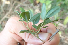 Rhoicissus tridentata