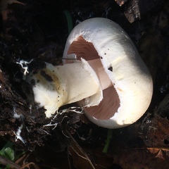 Agaricus albolutescens